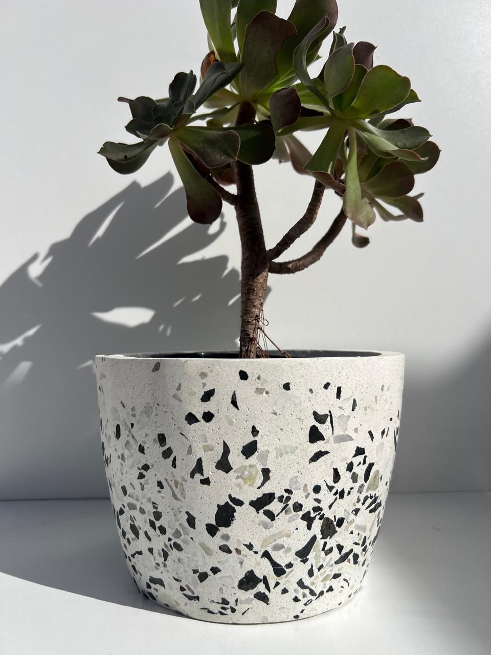 Maceta de terrazo con suculenta